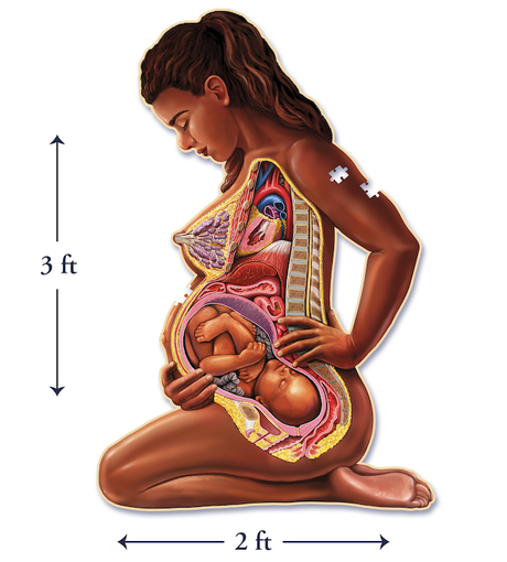 Puzzle - Genius Games - The Pregnant Mother Anatomy Jigsaw Puzzle (488 Pieces)