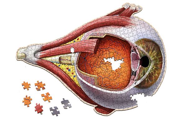 Puzzle - Genius Games - Dr Livingston: Human Eye (544 Pieces)