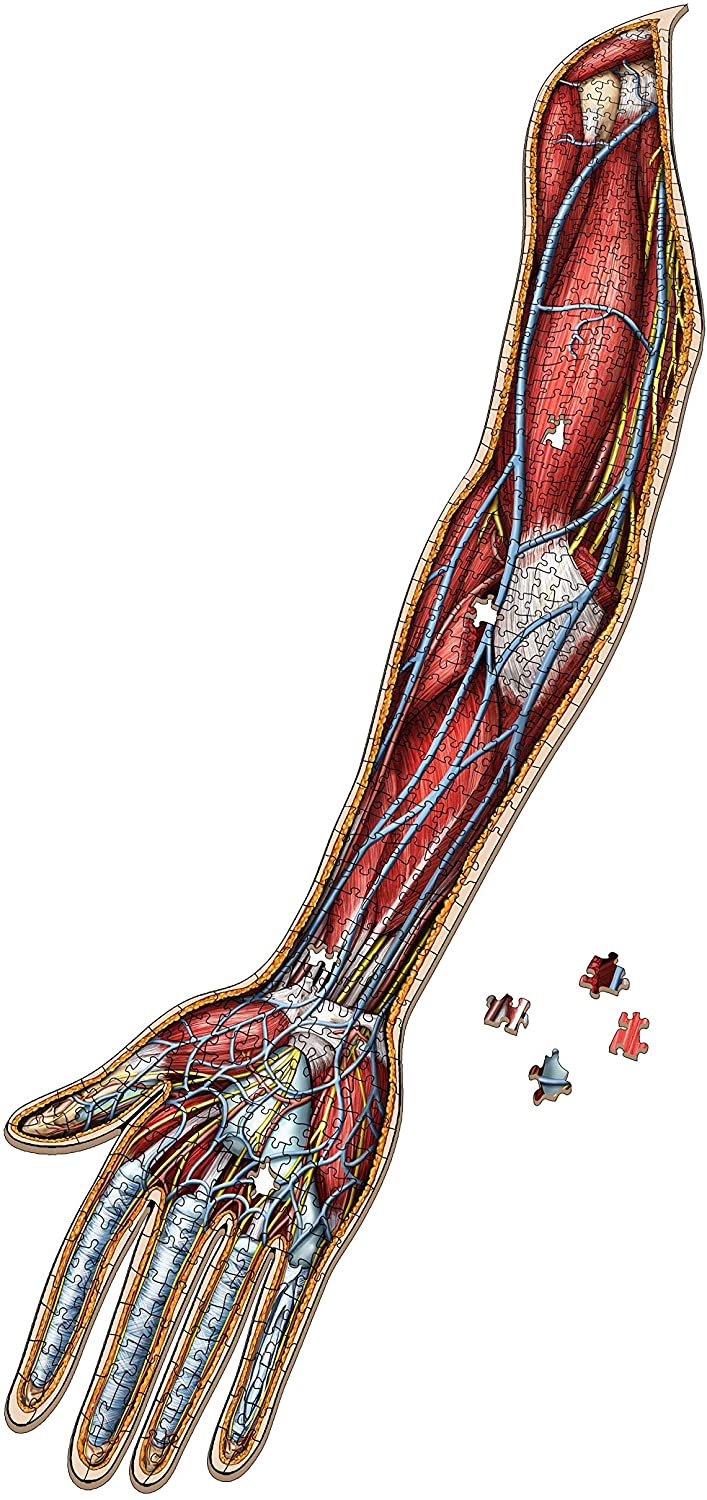 Puzzle - Genius Games - Dr Livingston: Human Right Arm (478 Pieces)