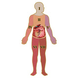 Puzzle - Genius Games - Dr Livingston: Human Abdomen (577 Pieces)