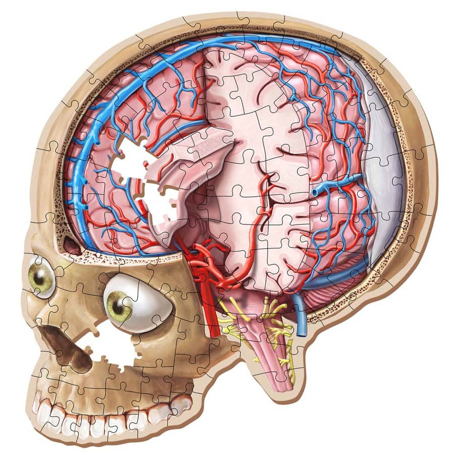 Puzzle - Genius Games - Dr Livingston Jr.: Human Brain (100 Pieces)