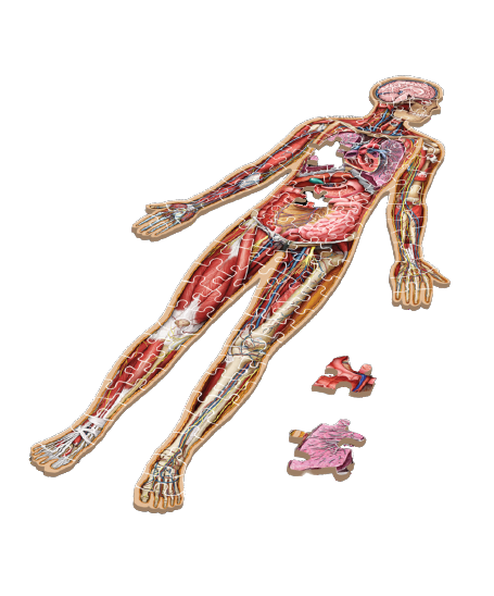 Puzzle - Genius Games - Dr Livingston Jr.: Human Body Floor Puzzle (100 Pieces)